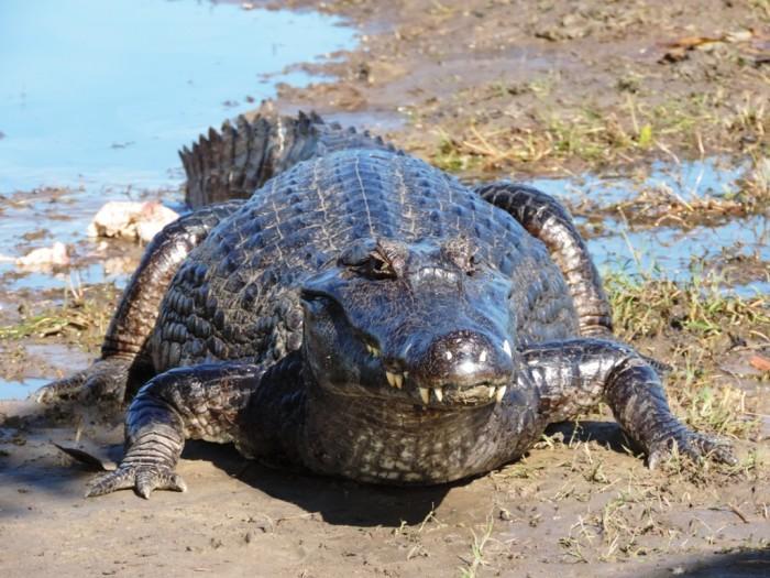 Pousada Curupira Albuquerque  Zewnętrze zdjęcie